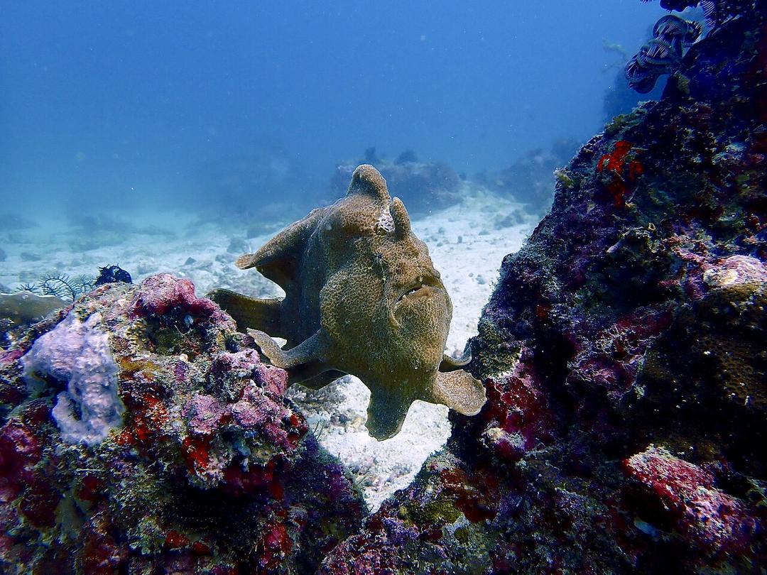 Philippines Mulls Legal Action Against PRC Over Coral Reefs