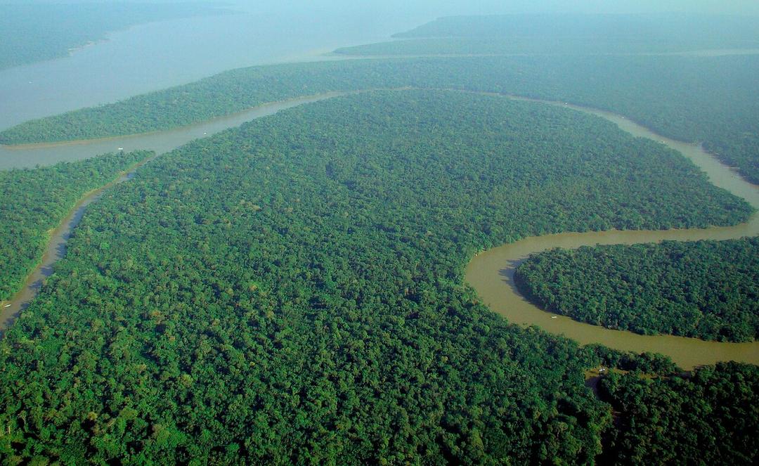 Deforestation in Brazil's Amazon Falls 66% in July