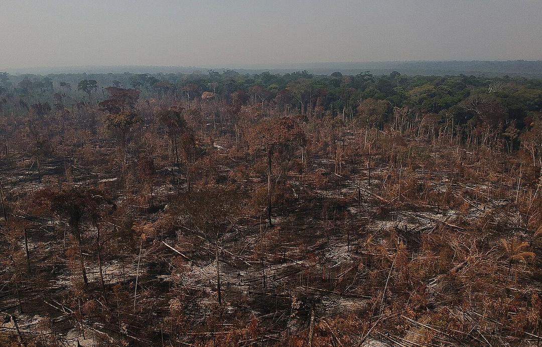 Brazil: Amazon Deforestation Drops Sharply in 2023