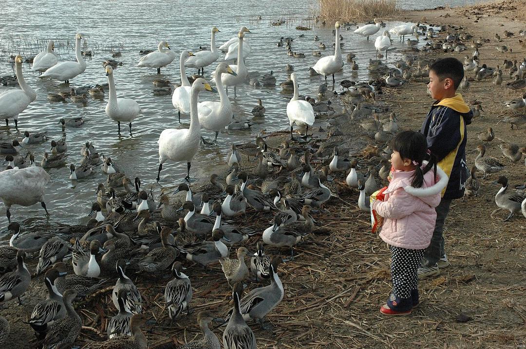 UN: Bird Flu Could Spread to Humans