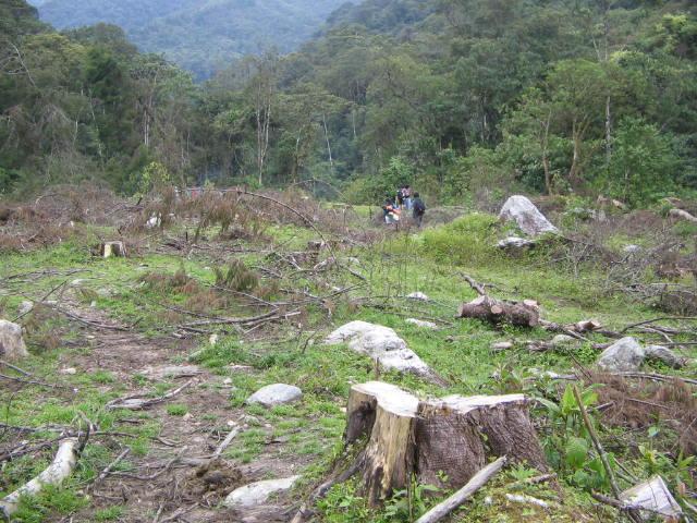 Report: Deforestation in Colombia Dropped by 29%