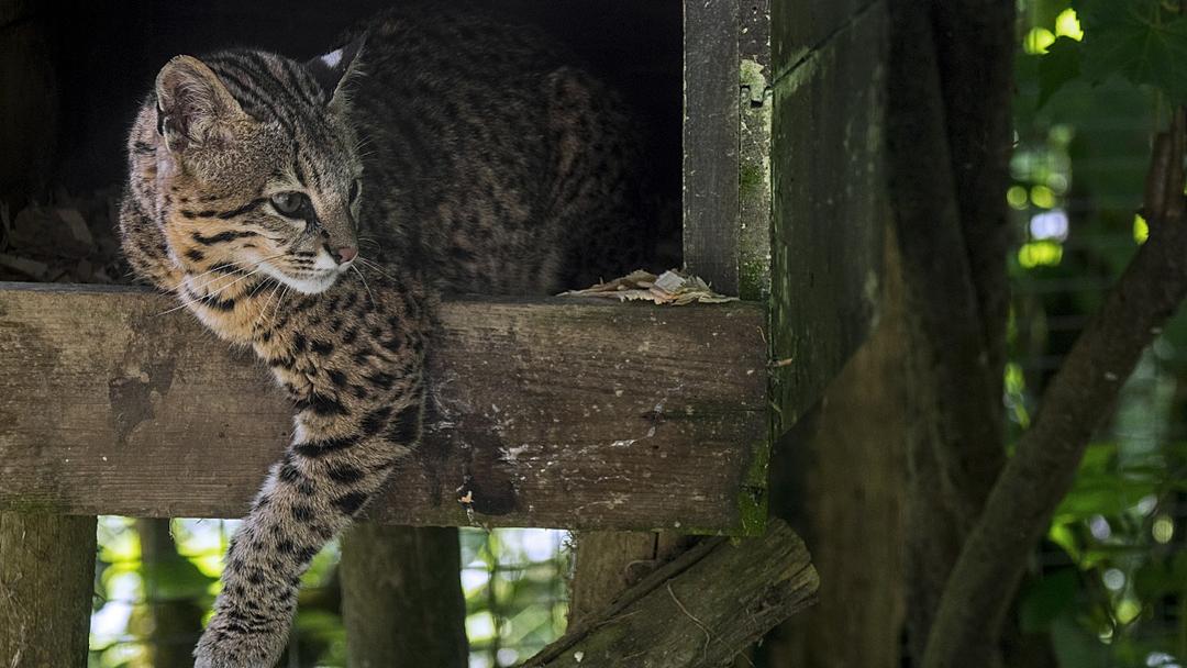 New Wild Cat Species Found in Bolivia's Cloud Forest