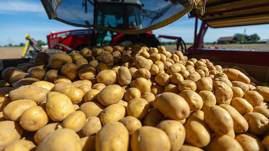 Study: Heat and Drought Reportedly Wipe Out 3.1M Tons of EU Potatoes