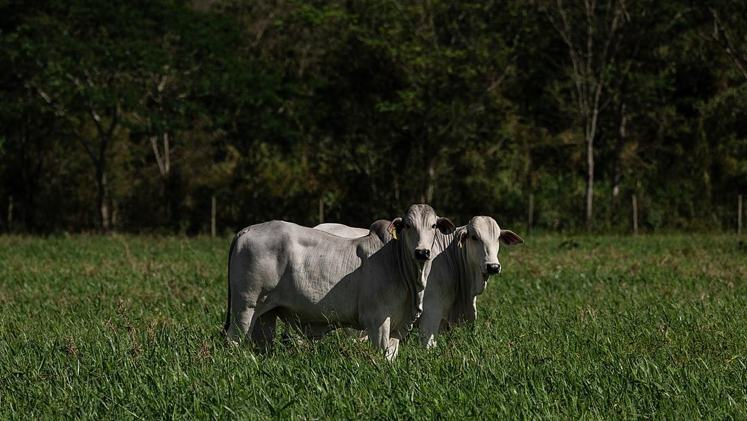 China Adds 55% Tariff on Brazilian Beef After Quota Filled