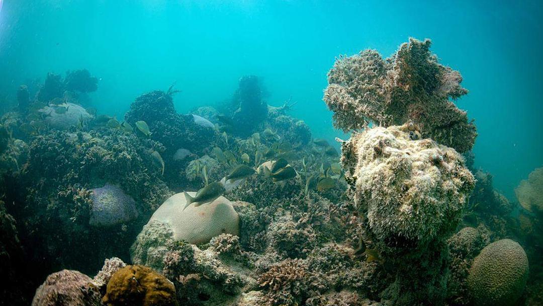Coral Clones Heal Bleached Twins in Just Seven Weeks