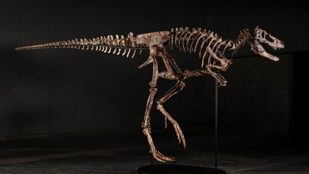 Rare Nanotyrannus Skeleton Sells for $47.3M at Sotheby's